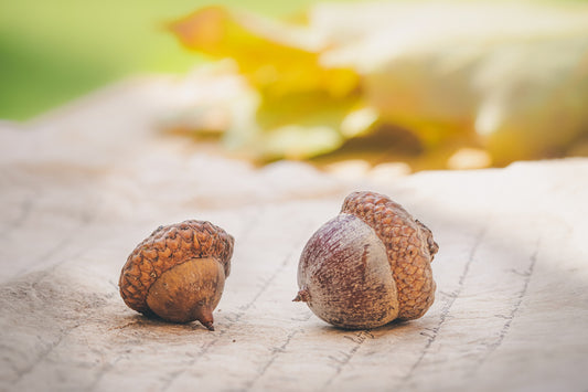 Dyeing with Acorns.
