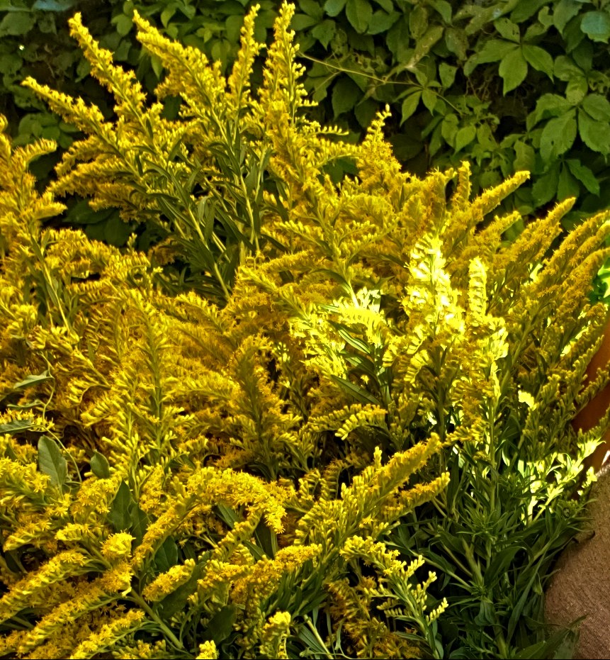 Dyeing with Golden Rod