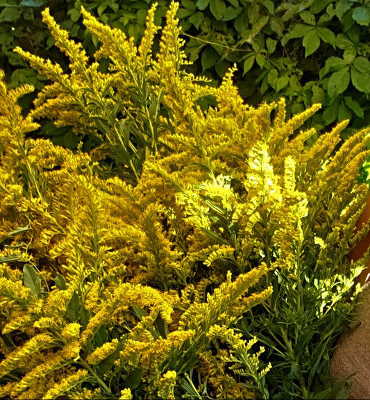 Dyeing with Golden Rod