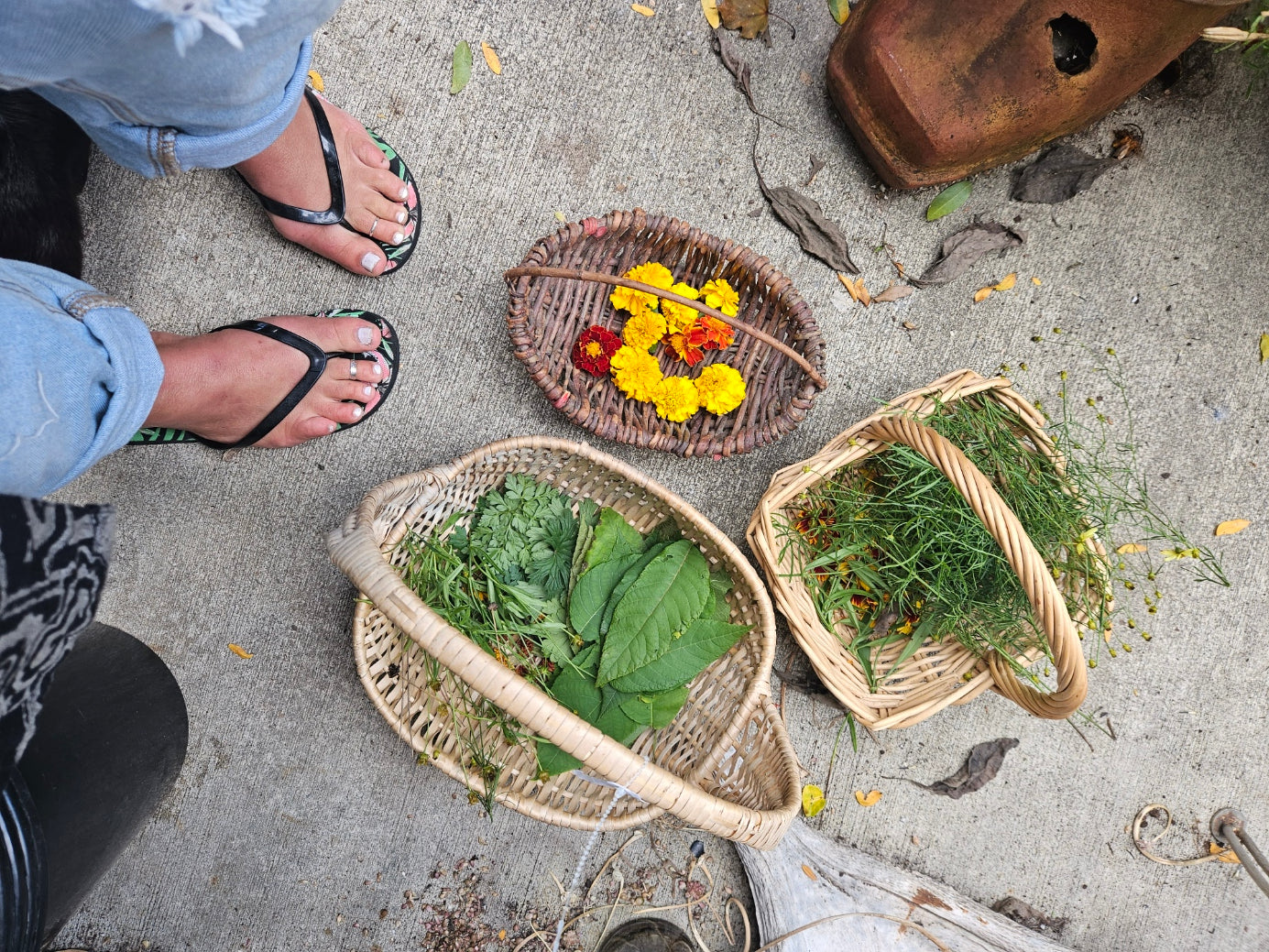 Growing a Dye Garden Saturday March 23 in St. Clements Ontario. Julia