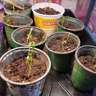 Growing a Dye Garden  Saturday March 29 2025