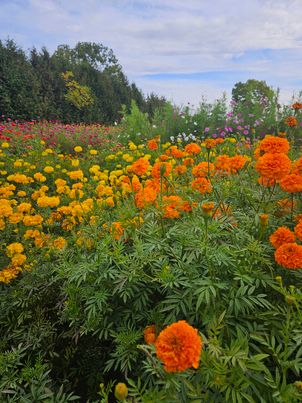 Growing a Dye Garden  Saturday March 29 2025